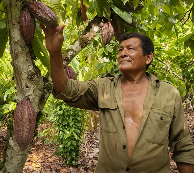 Agricultor en el campo observa y toca una mazorca de cacao en un árbol, rodeado de vegetación en una plantación.